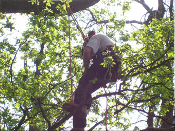 tree surgeon in harness working on a tree